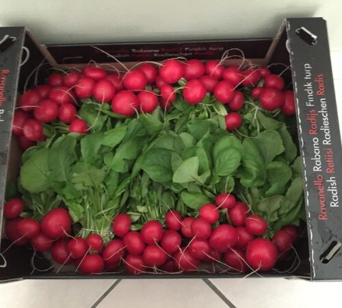 RADISH with leaves